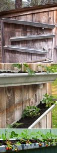 Rain Gutter Strawberries on Fence